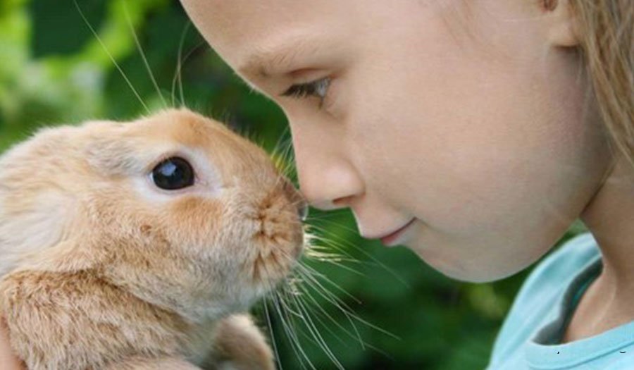 معرفی 10 مورد از نژاد های خرگوش خانگی در دنیا