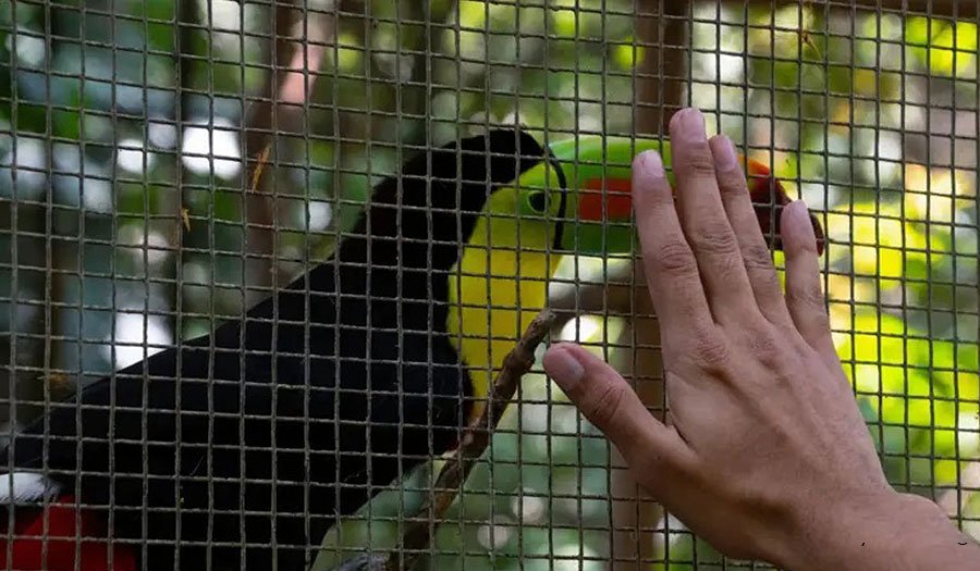 نخستین کشور جهان بدون باغ‌وحش دولتی؛ دولت کاستاریکا حیوانات را به پناهگاه‌ها منتقل کرد