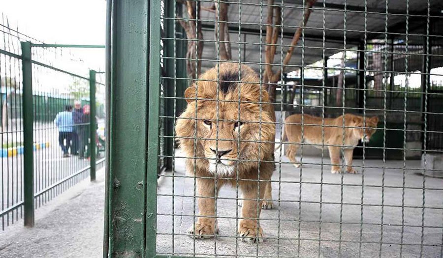 رئیس سازمان حفاظت محیط زیست: جابه‌جایی جانوران وحشی در باغ‌‌ وحش‌ها باید با مجوز باشد