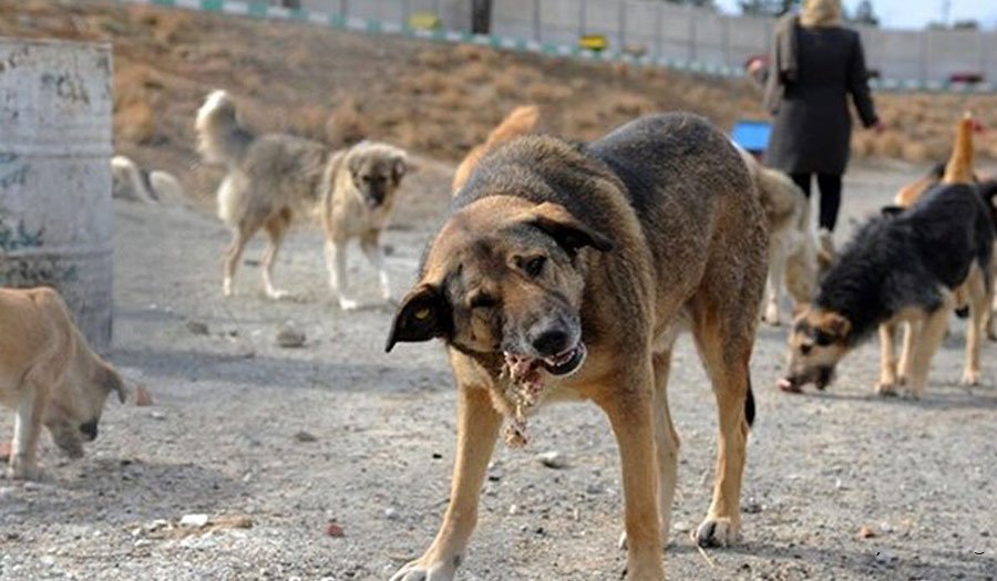 احداث مرکز جدید نگهداری حیوانات بلاصاحب در همدان