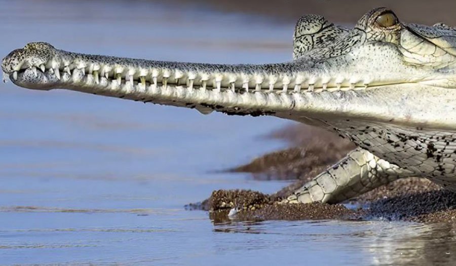 تمساح غریال با پوزه ای دراز برای شکار ماهی