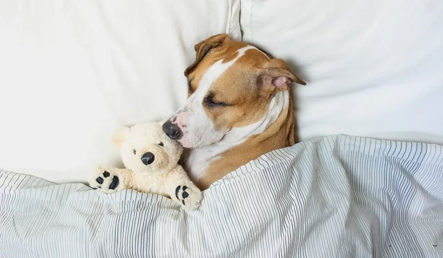 انواع مدل خوابیدن سگ ها و تعبیر آنها