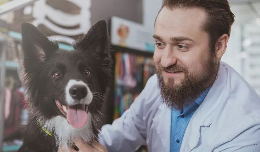 تحول در دامپزشکی حیوانات خانگی با تکنولوژی‌های آنلاین