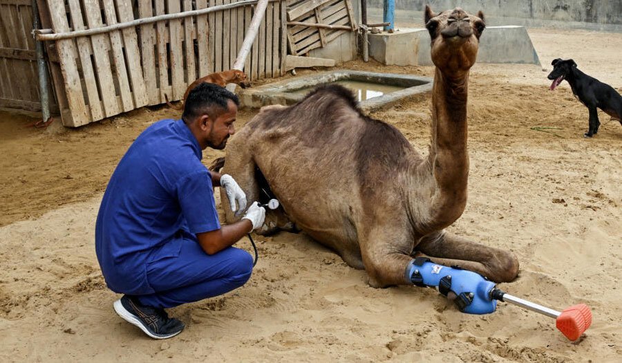 راه رفتن یک شتر در پاکستان به لطف پای مصنوعی