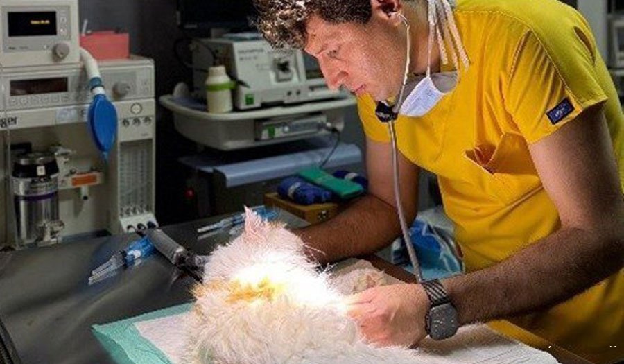 پژوهشگران ایرانی موفق شدند زخم‌های پیچیده حیوانات را با استفاده از غشای چربی انسانی ترمیم کنند