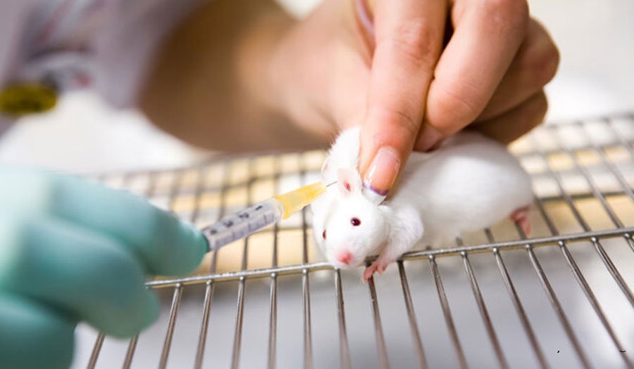 تحول در پژوهش‌های زیستی؛ هوش مصنوعی ناجی حیوانات آزمایشگاهی می‌شود