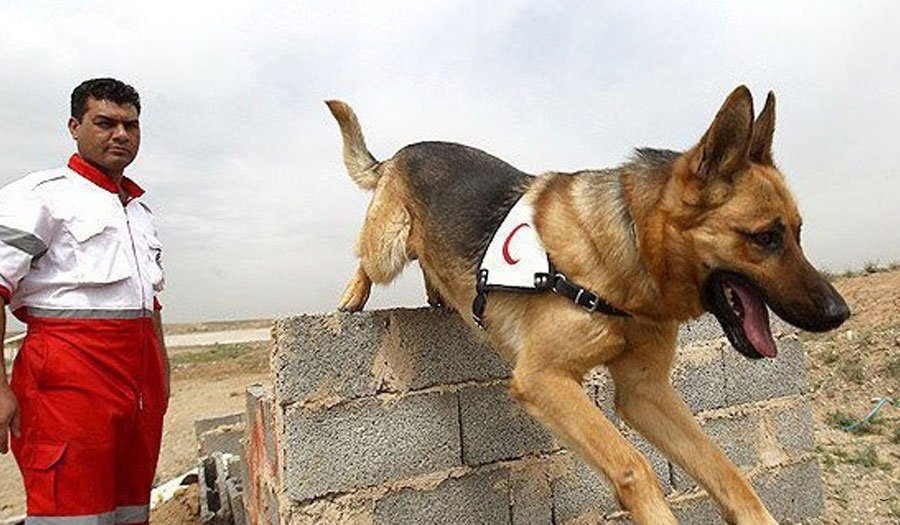 درگذشت «تیدا»، سگ امدادگر باسابقه عملیات‌های نجات در ایران!