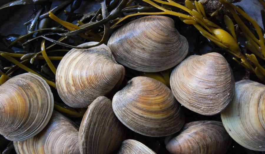 قدیمی‌ترین جانور منفرد دنیا ۵۰۷ سال عمر کرده بود؛ تا آنکه پژوهشگران به اشتباه آن را کشتند