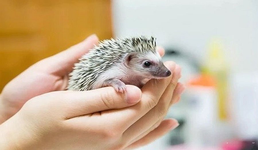 از نگهداری حیوانات غیرمعمول و غیرمتعارف تحت عنوان «اگزاتیک پت» به‌عنوان حیوان خانگی خودداری شود!