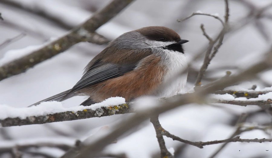 راهکارهای عجیب حیوانات برای زنده ماندن در سرما