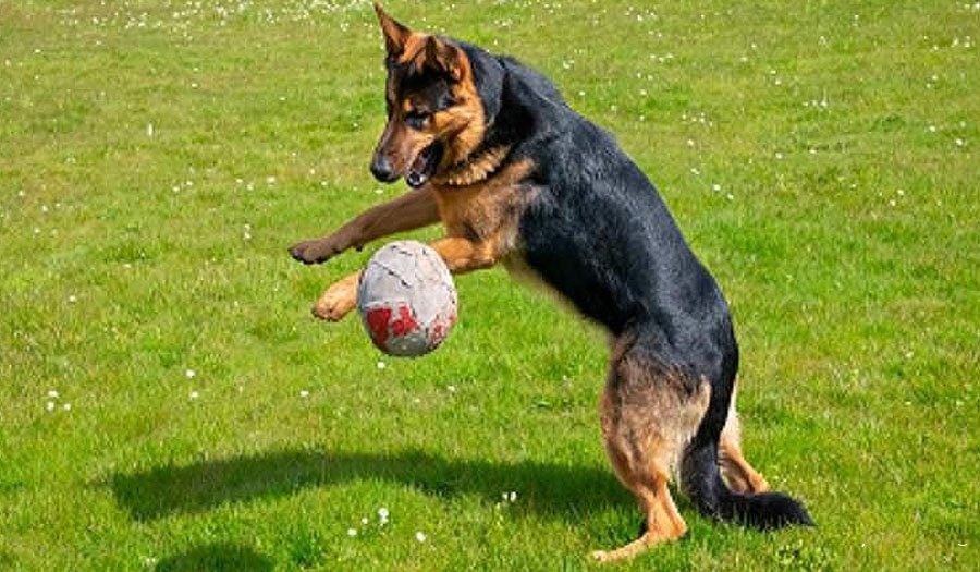 رازهای شگفت‌انگیز رفتار حیوانات خانگی