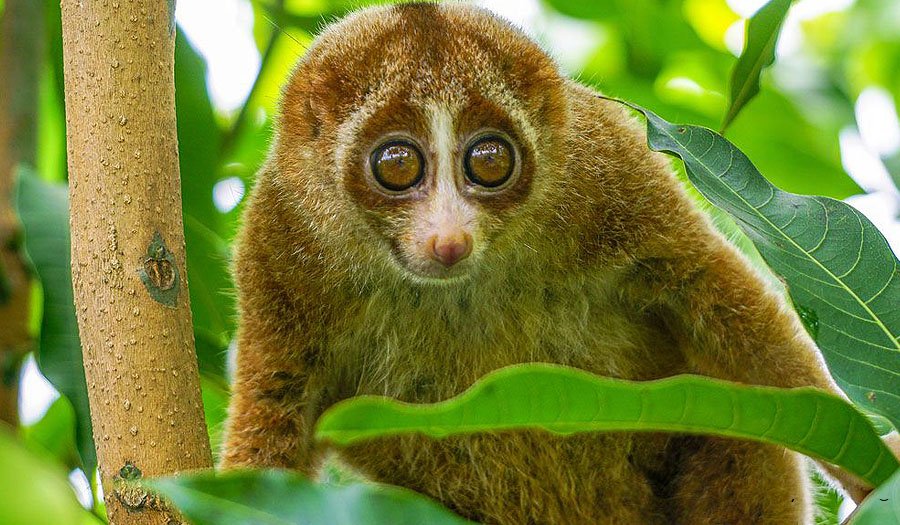 10 حیوان بامزه که انگار از دل انیمیشن ها بیرون آمده اند/ ویدئو