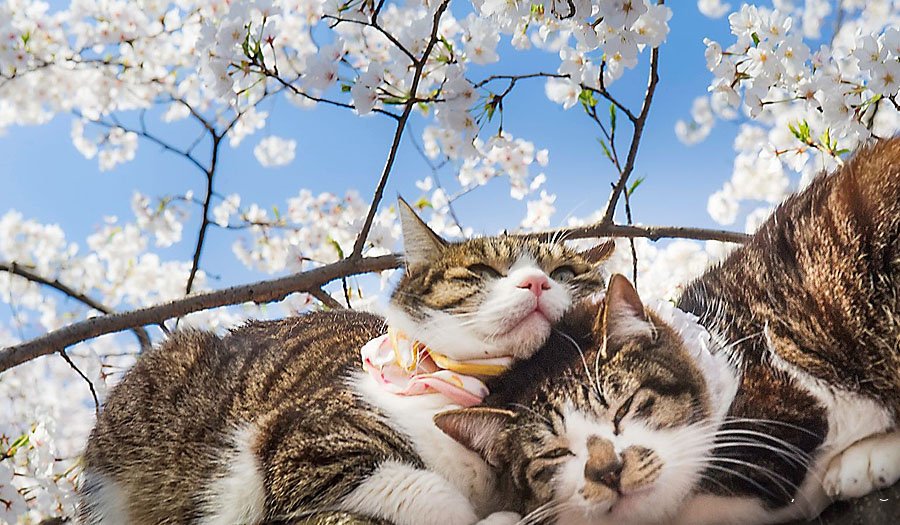 روز گربه در ژاپن | ویدئو