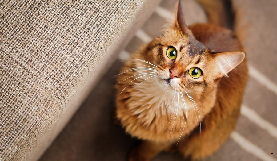 چرا گربه‌ها به ما زُل می‌زنند؟