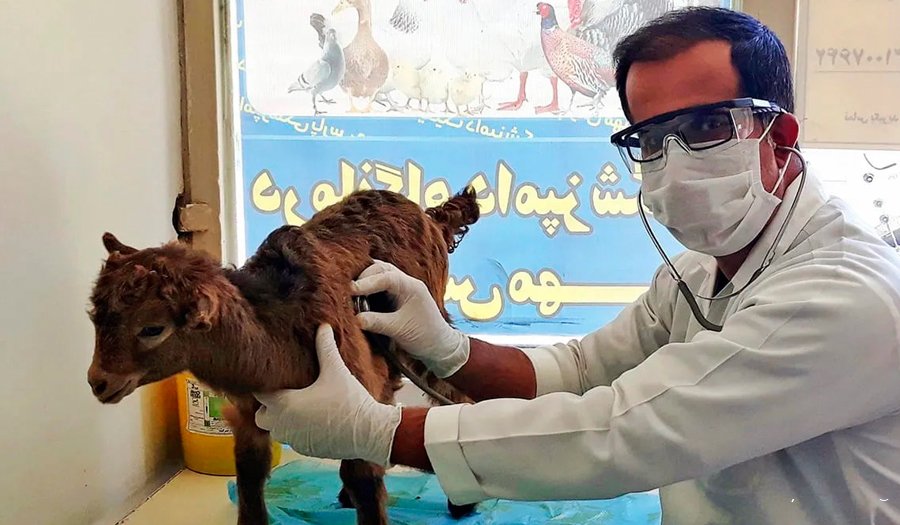 دامپزشک؛ نگهبان سلامت انسان و حیوان