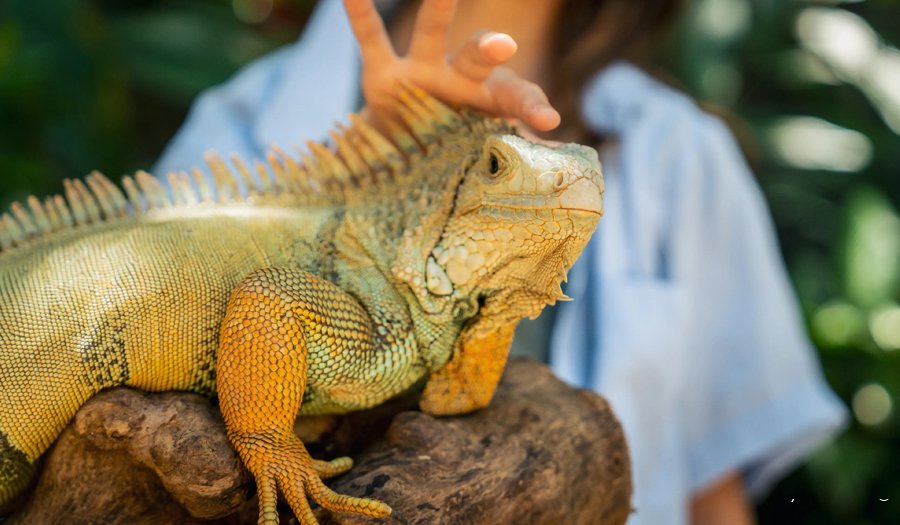 معرفی کامل ایگوانا (Iguanas) + خصوصیات و شرایط نگهداری از آن